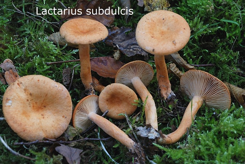 Lactarius subdulcis-amf1084.jpg - Lactarius subdulcis ; Syn: Galorrheus subdulcis ; Nom français: Lactaire caoutchouc, Lactaire presque doux